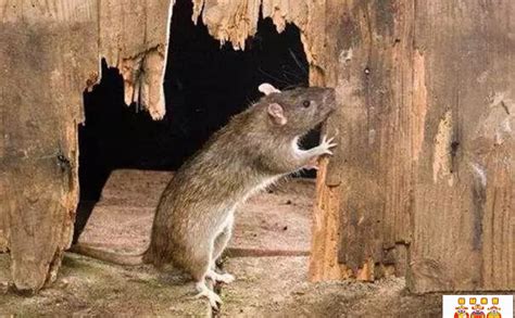 什麼是陰陽水 家中出現老鼠